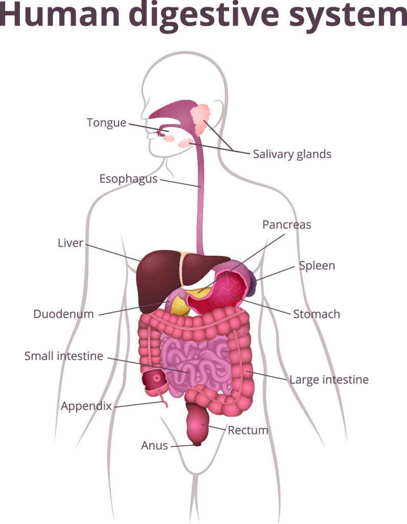 Visualizzazione dell'interno dell'apparato digerente.