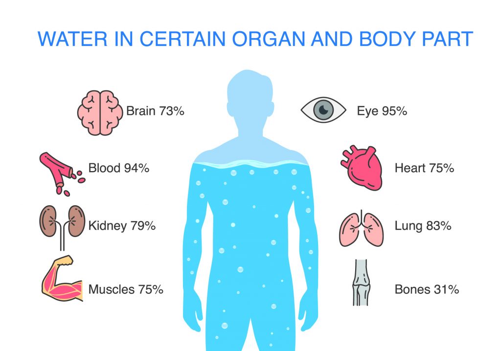 Infografiken zeigen Wasser in bestimmten Organen und Teilen des menschlichen Körpers.