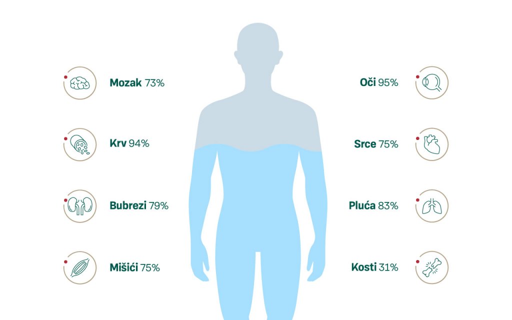 Infografika prikazuje vodu u određenim organima i dijelovima ljudskog tijela.