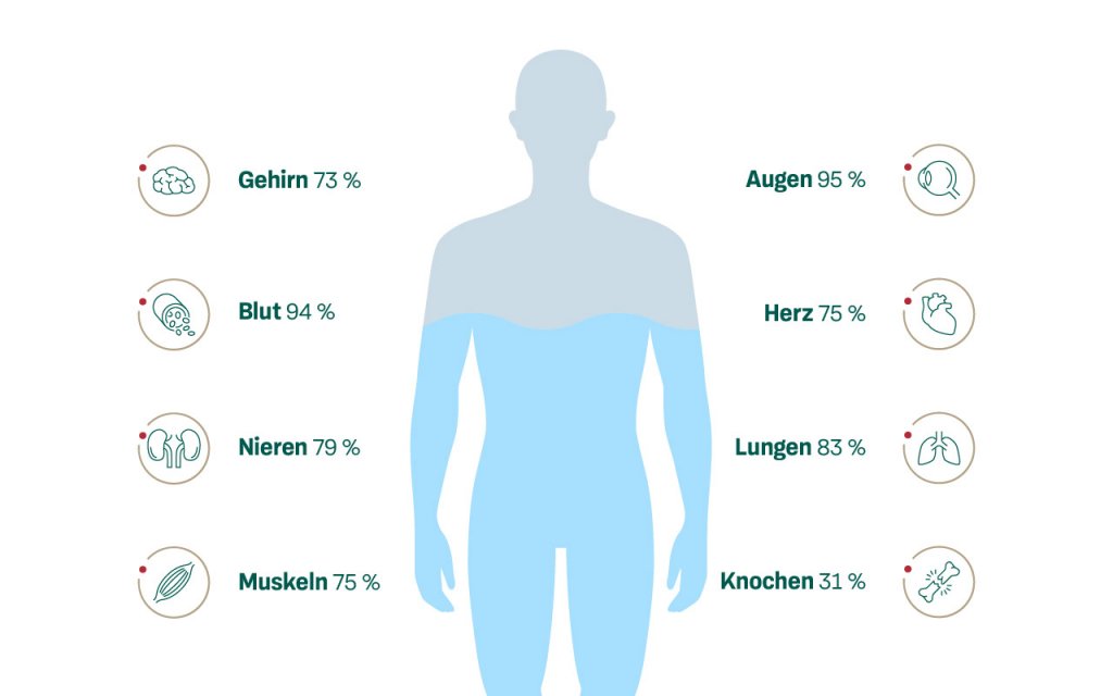 Infografiken zeigen Wasser in bestimmten Organen und Teilen des menschlichen Körpers.
