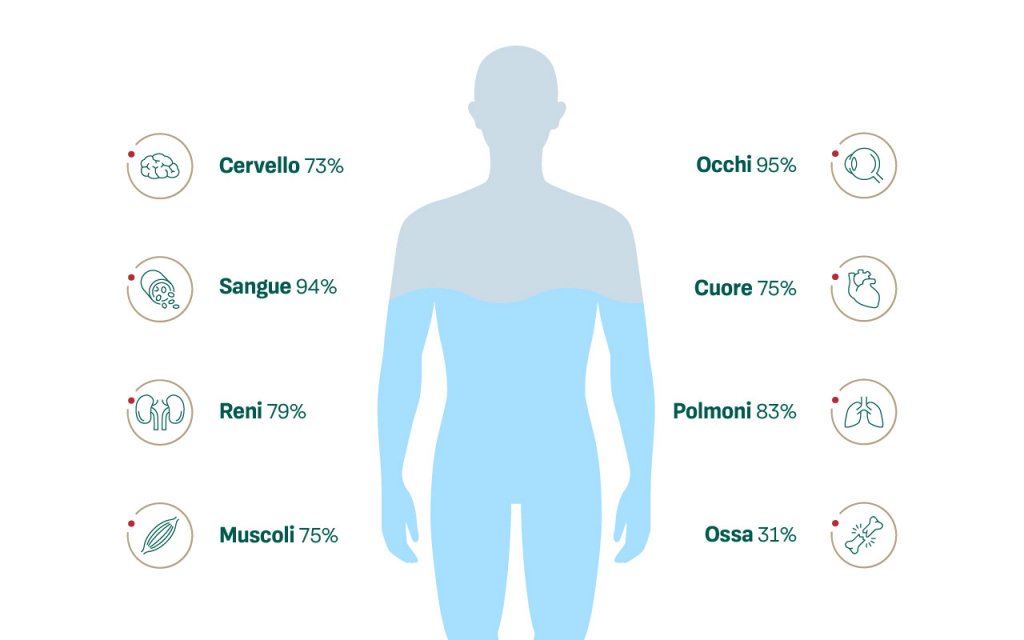 Le infografiche mostrano l'acqua in alcuni organi e parti del corpo umano.