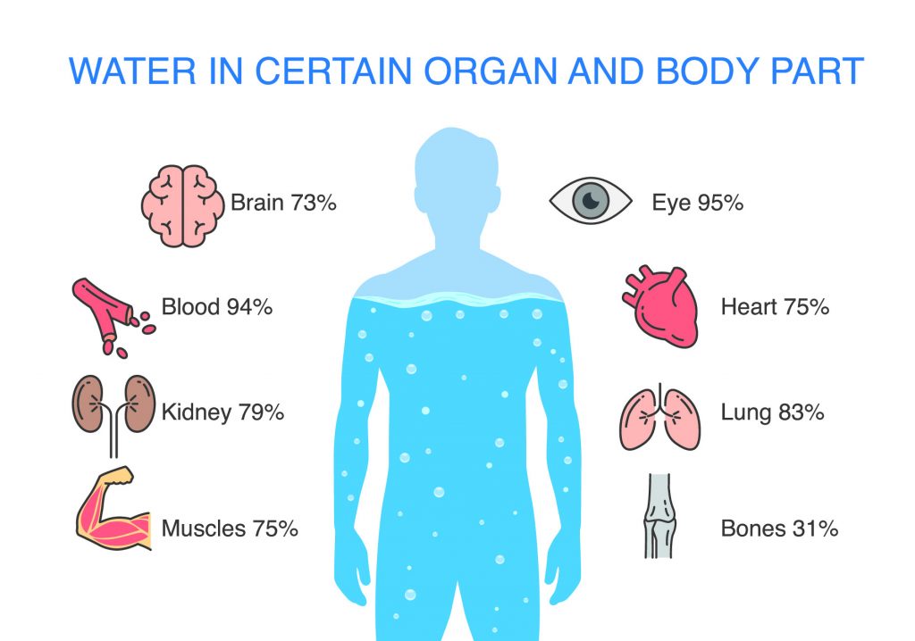 Infographics show water in certain organs and parts of the human body.