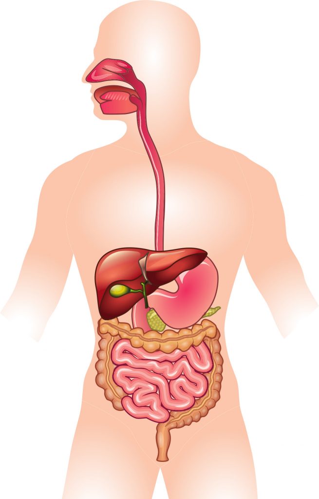 Illustration of an internal human digestive system.