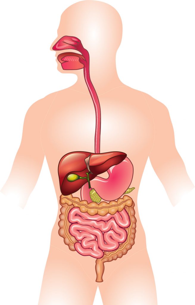Rappresentazione dell’interno dell’apparato digerente.
