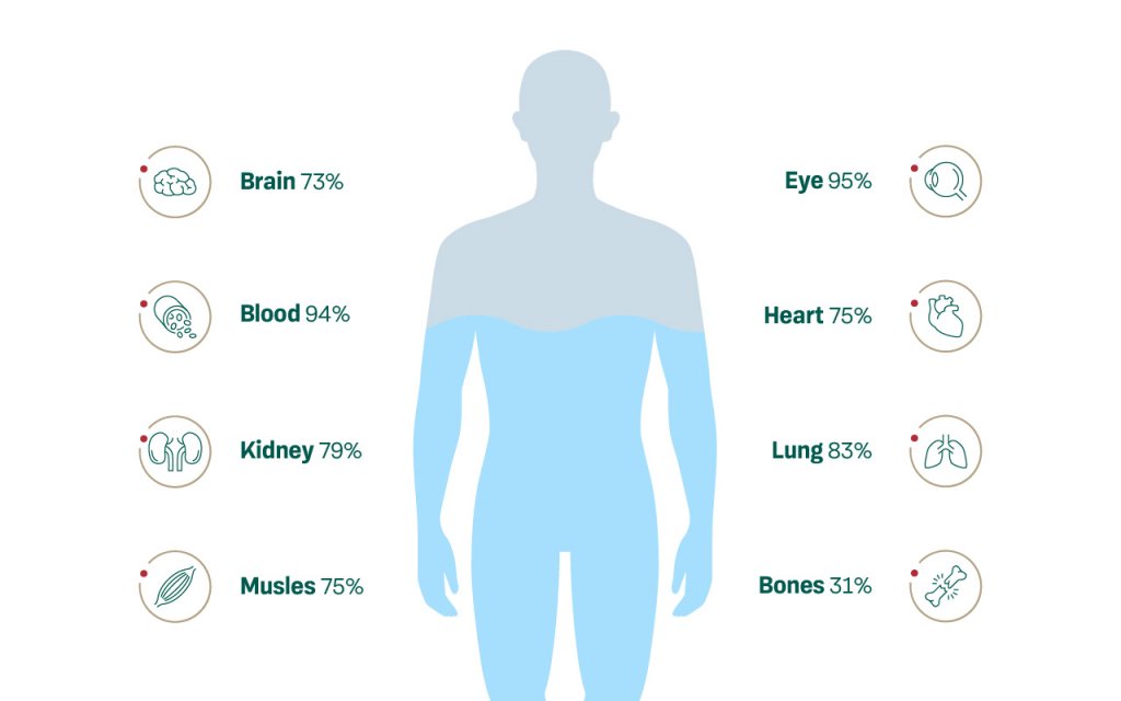 Infographics show water in certain organs and parts of the human body.