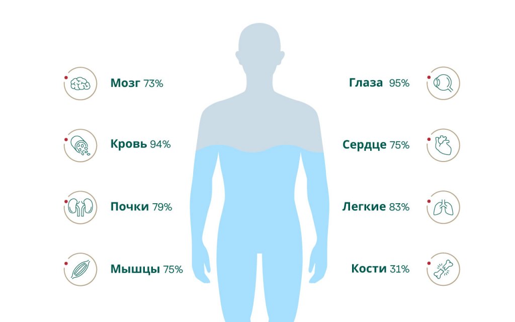 Инфографика показывает наличие воды в определенных органах и частях человеческого тела.