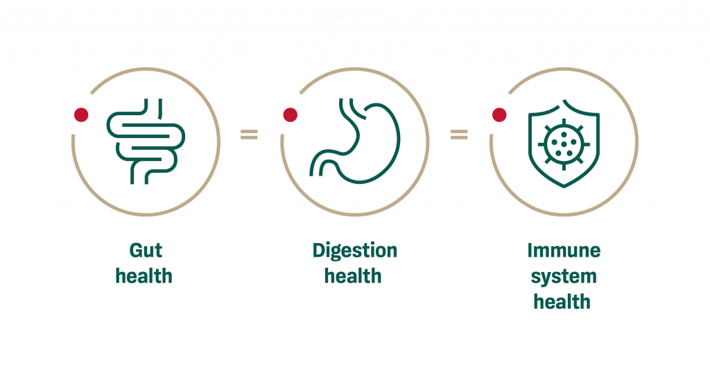 The immune system and digestive system are interconnected. 