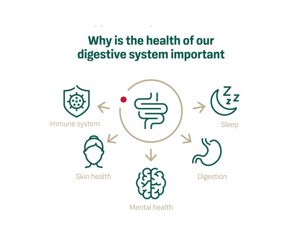 Infographics, why is the health of our digestive system important. 