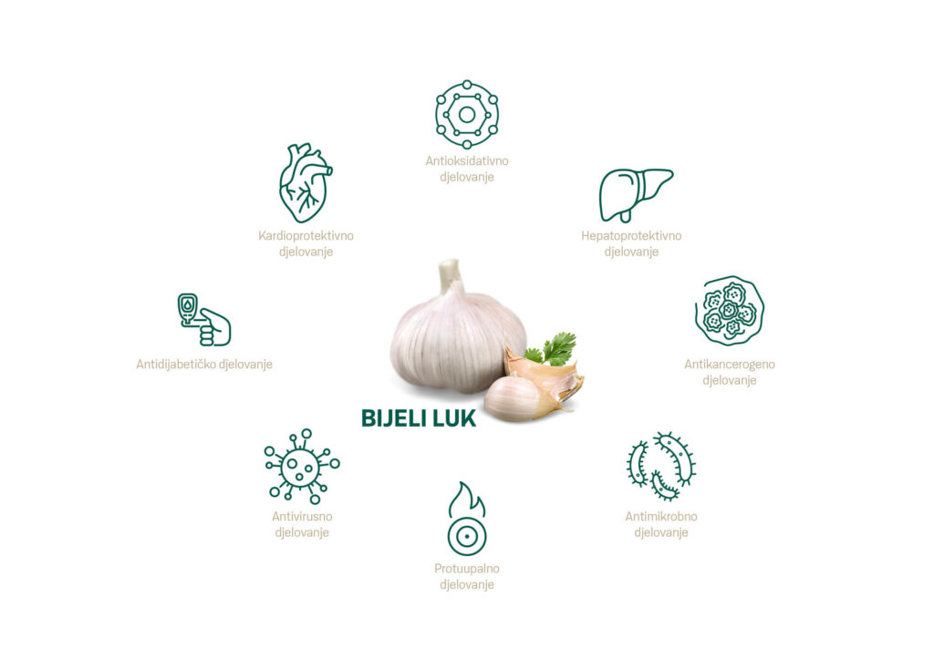 Infografika s bijelim lukom u sredini, a oko njega ikone koje prikazuju njegova djelovanja na zdravlje: kardioprotektivno, antioksidativno, hepatoprotektivno, protiv karcinoma, antimikrobno, protivupalno, antivirusno i antidijabetičko djelovanje.